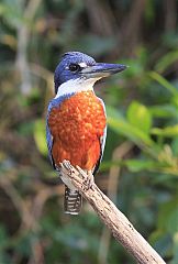 Ringed Kingfisher